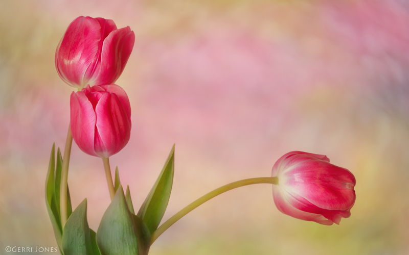 Spring Tulip Trio