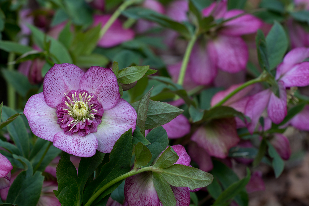 Hellebore 