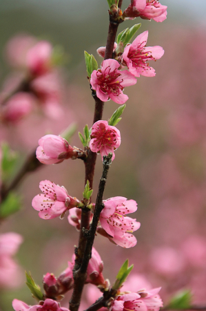 Spring Blooms