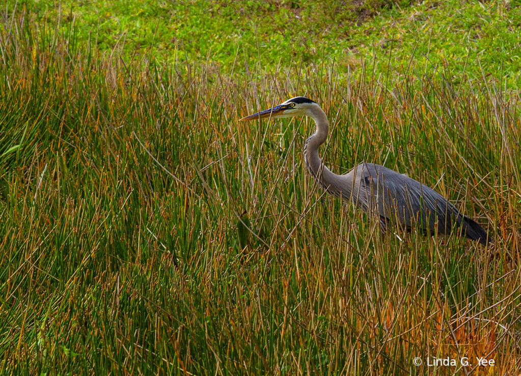 Heron in the Tall Grass