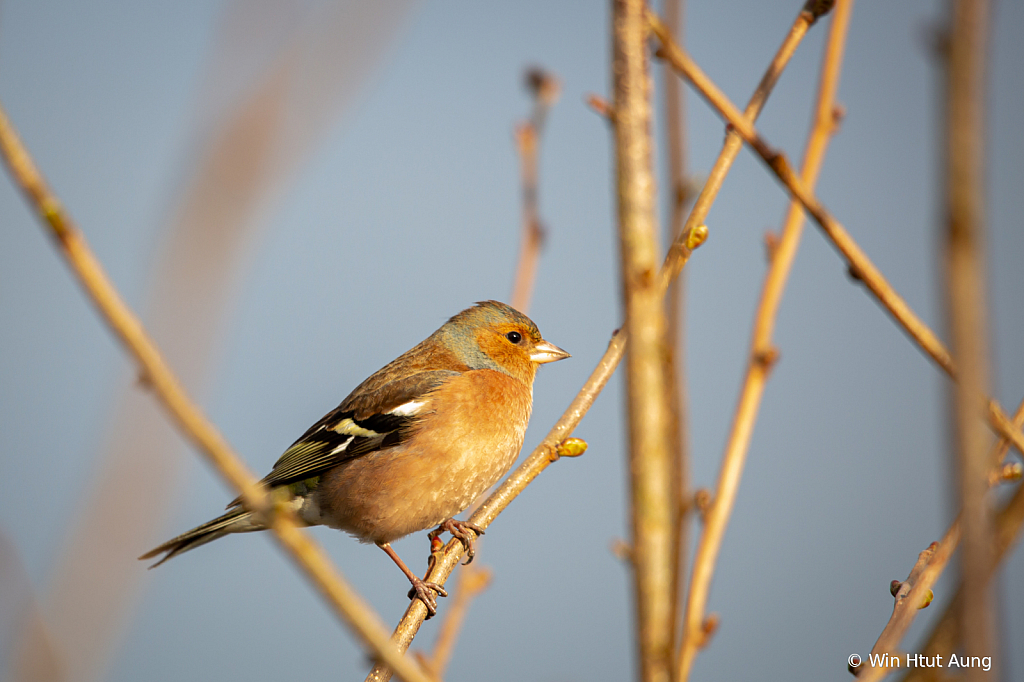 Chaffinch