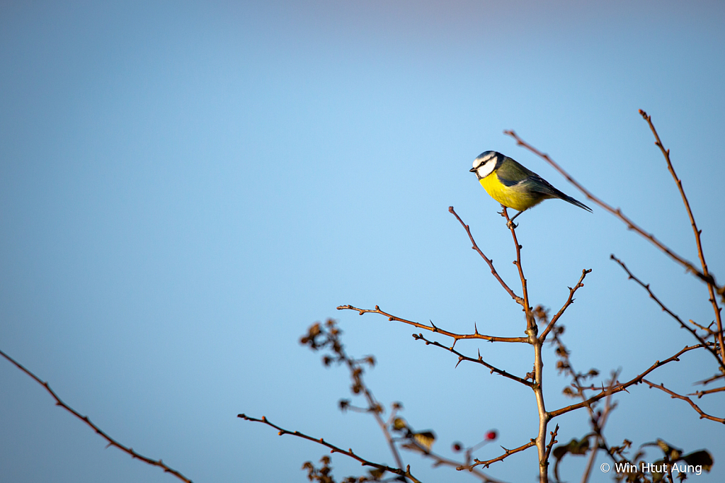 BlueTit