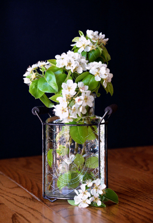 Pear Blossoms