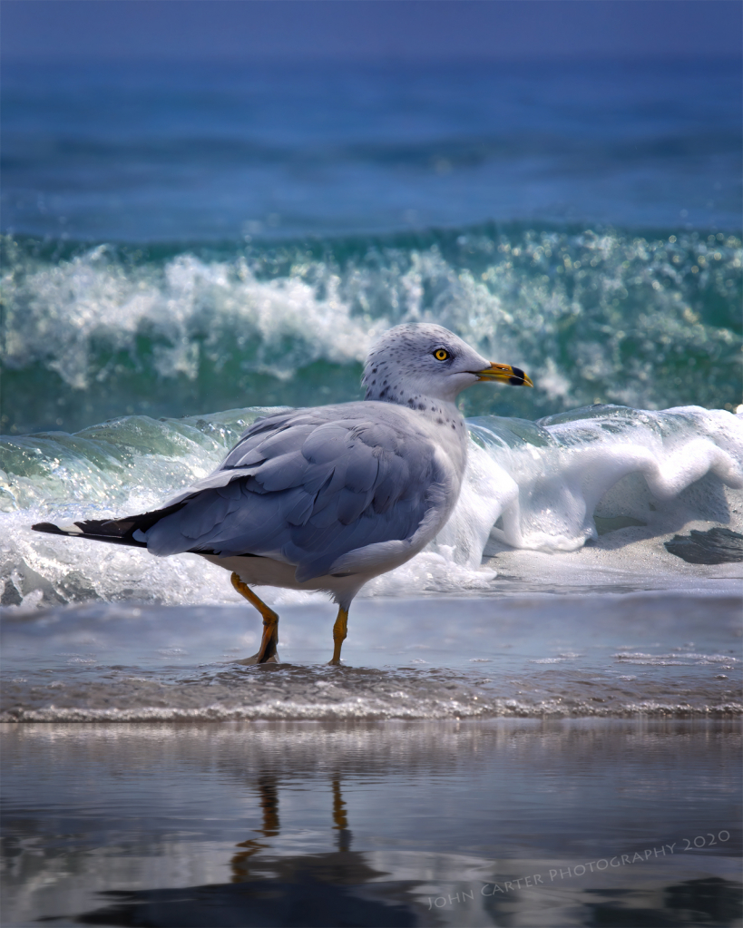 Seagull Prancing in the Waves