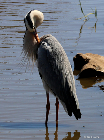 Preening Gray Heron