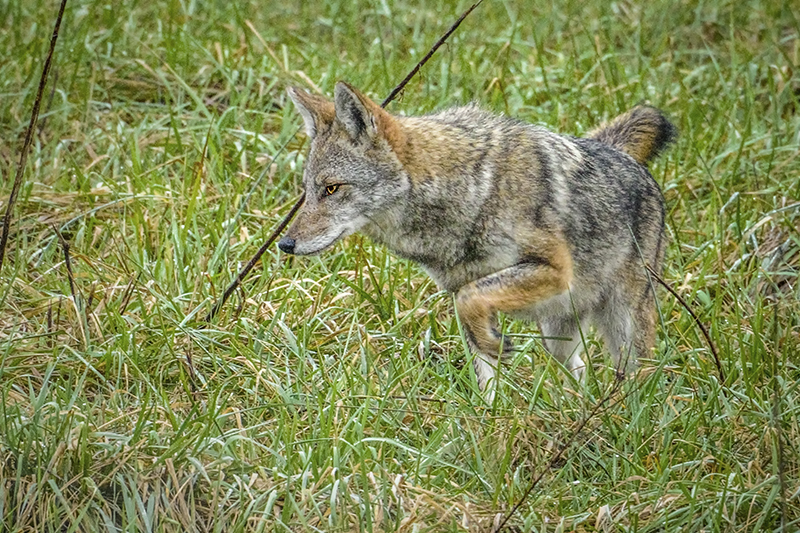 Coyote 17 LR - ID: 15811525 © Donald R. Curry