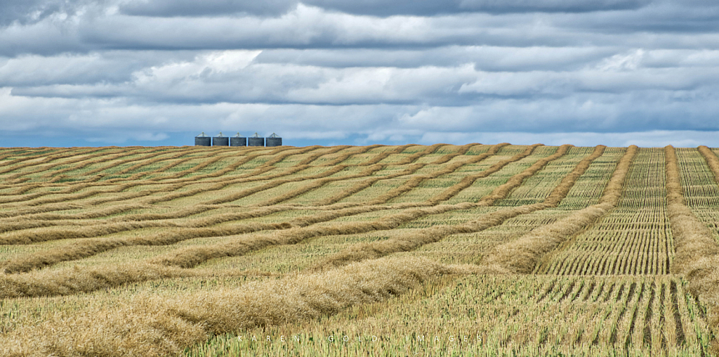 Harvest Time