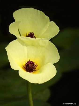 Water Poppy