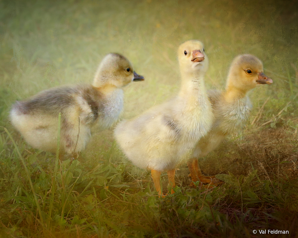 Three Little Goslings