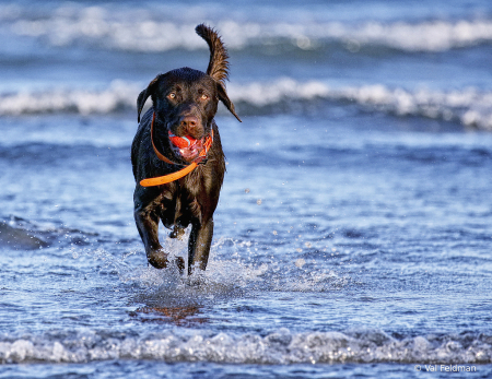 His Favorite Sport