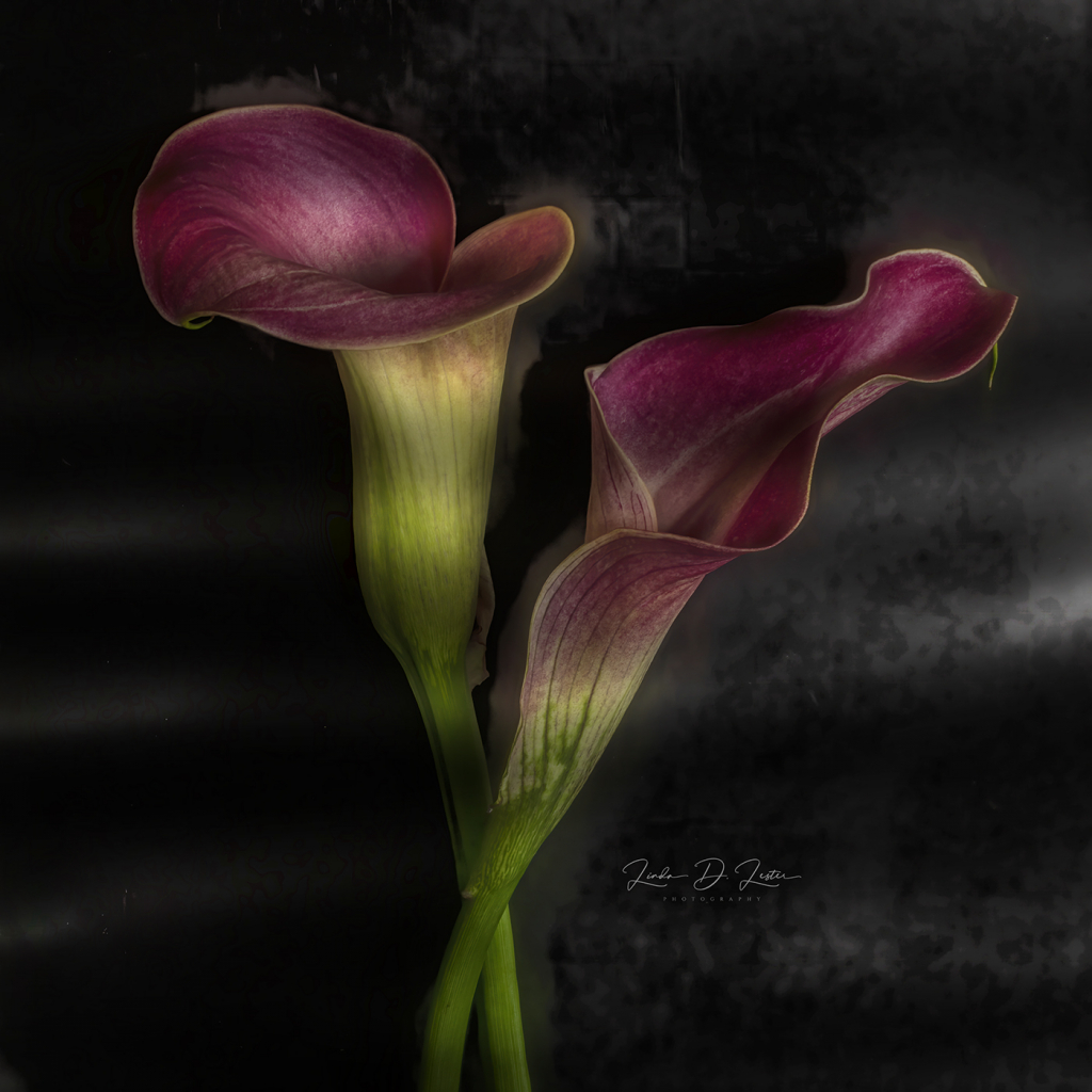 The Calla Lily