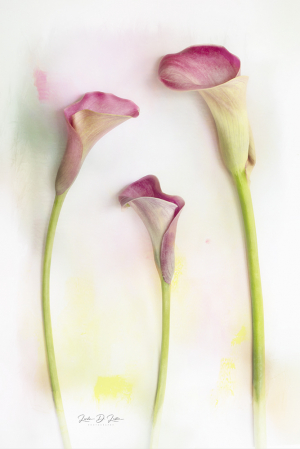 Colors of the Calla Lily