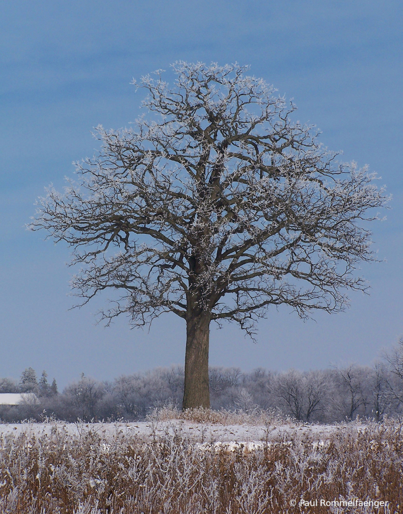 Lone Oak on a Wintry Morning