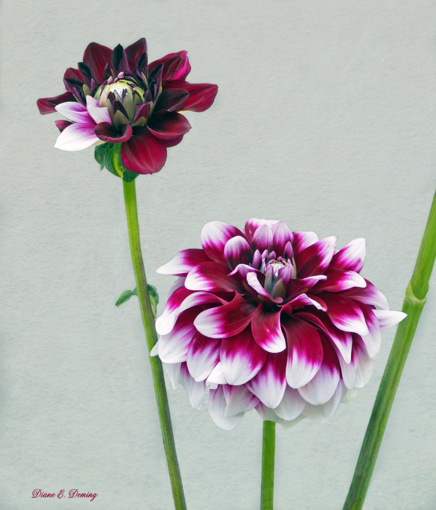 Dahlia Duo