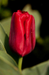 Red, Red Tulip