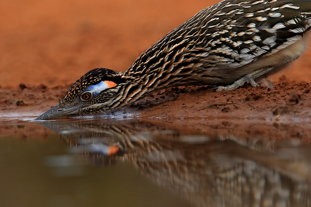 Roadrunnerr Drinking