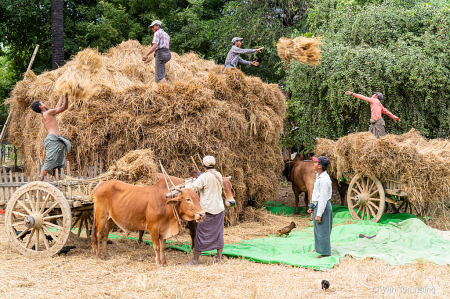 Farmers collect the rice sheaf for threshing