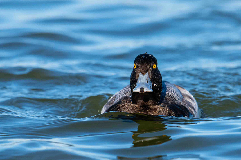 Scaup on a Mission