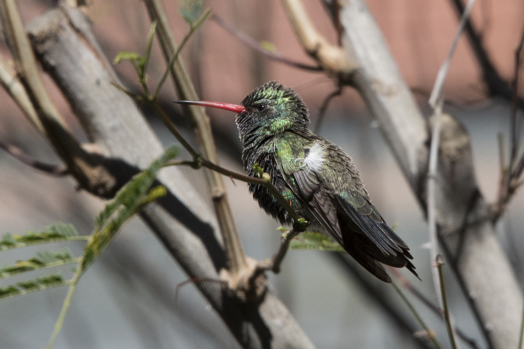 Broad-Billed Hummingbird - ID: 15813214 © William S. Briggs