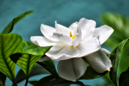 GARDENIA