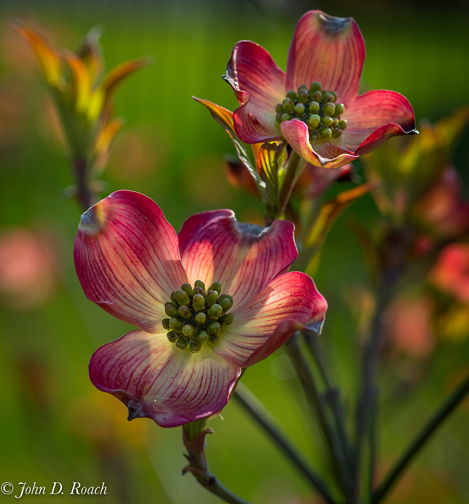 Dogwood Tree in early morning light