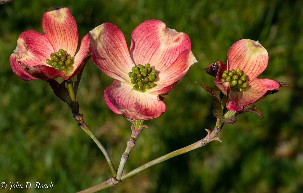 Three Dogwood Blossoms