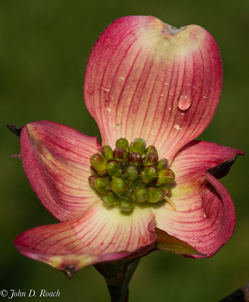 The Dogwood Blossom - ID: 15813293 © John D. Roach