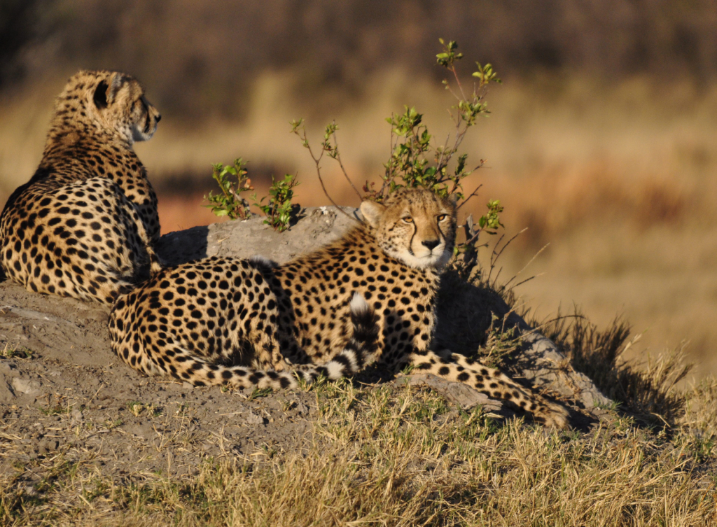 Botswana Cheetah Family 