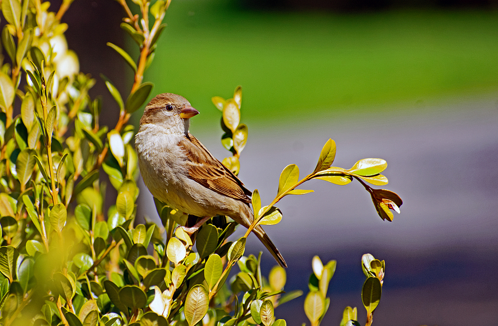 Sparrow in the Spring
