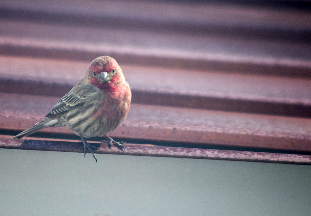 Finch visiting - ID: 15813336 © deb Wright