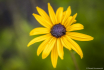 Black-eyed Susan