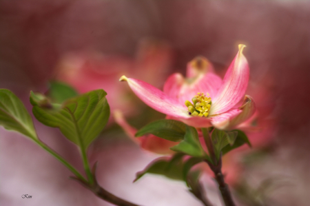 Pink Dogwood Bloom