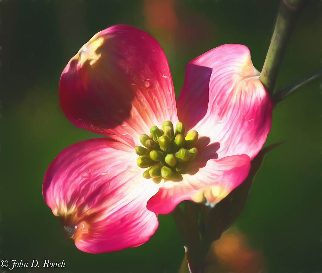 Morning Light on the Dogwood Blossom