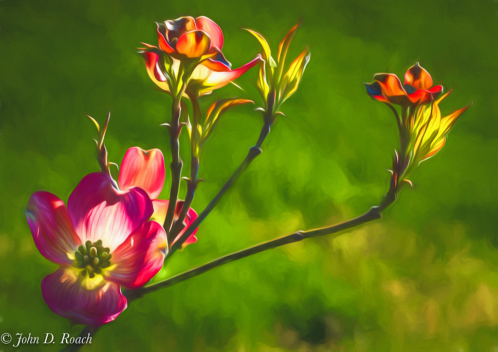 Early light on the Dogwood Tree