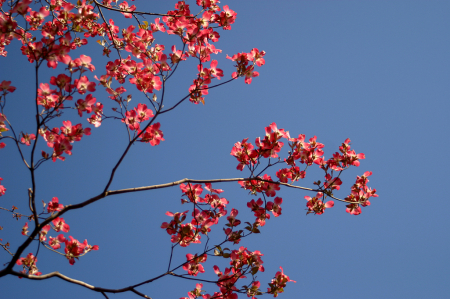 Springtime Tree