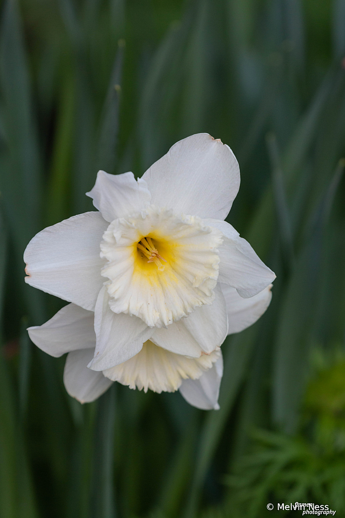 Sunny Side up - ID: 15813361 © Melvin Ness