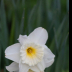 Sunny Side up - ID: 15813361 © Melvin Ness