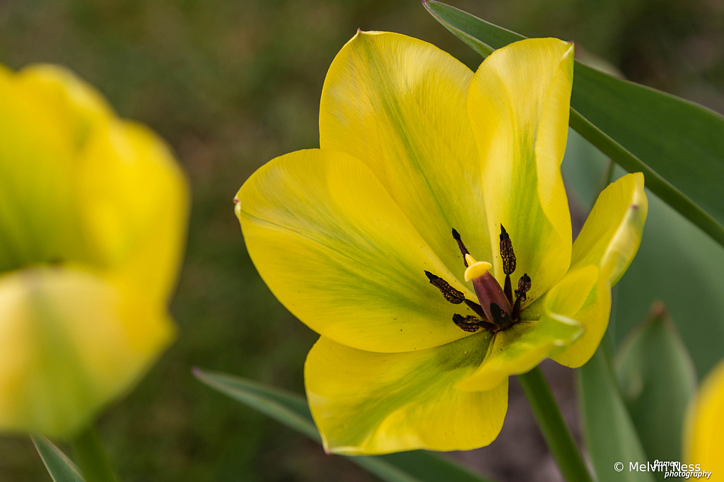 Yellow fever - ID: 15813362 © Melvin Ness