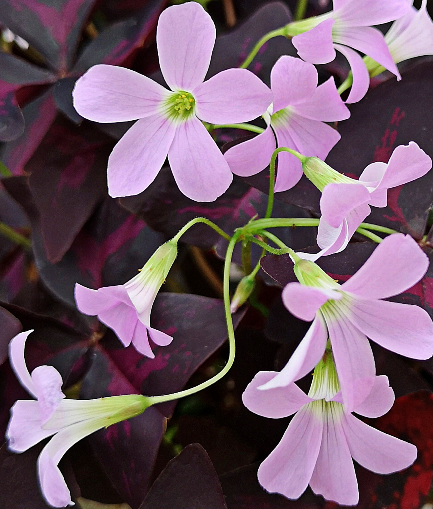 Purple Shamrock