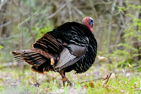 Strutting For The Girls!