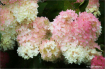 Beauty of Spring