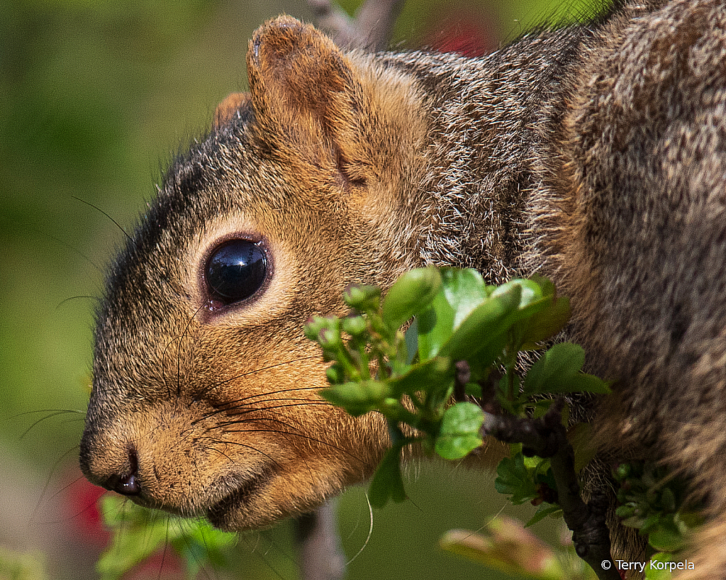 Squirrel Portrait