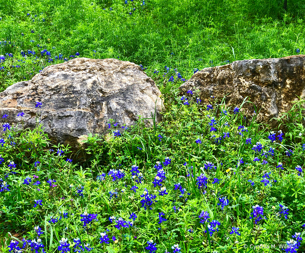 Blue Bonnets of Texas