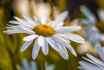 Daisies