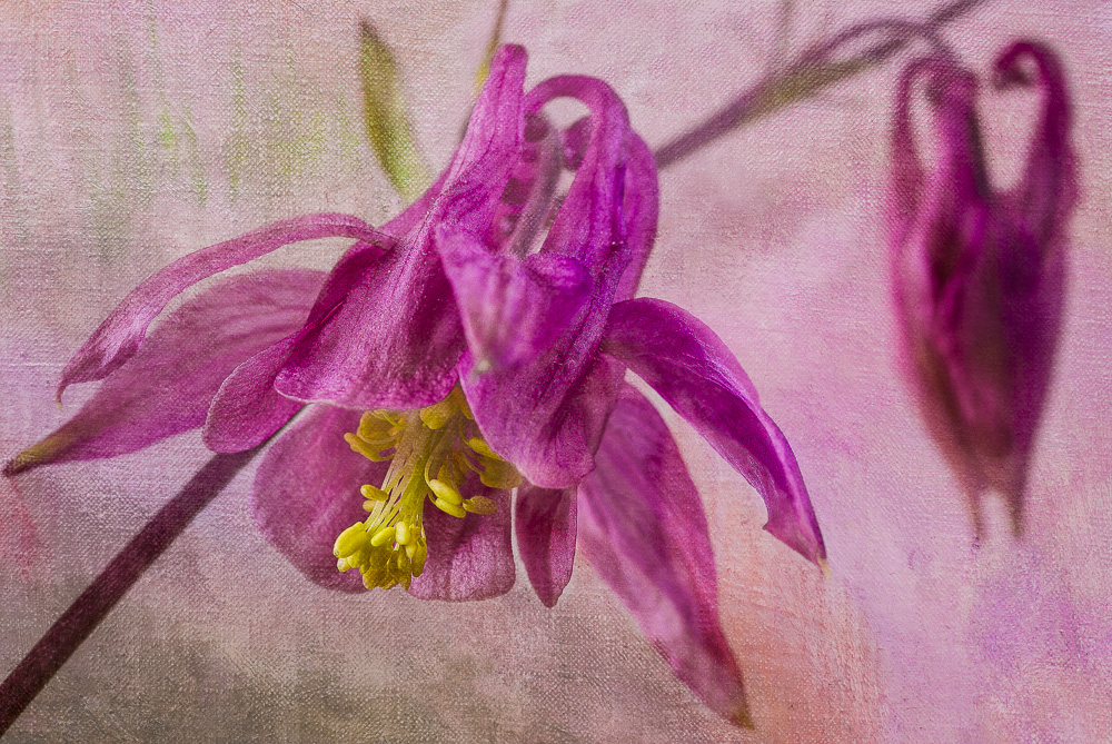 Columbine on Canvas Texture