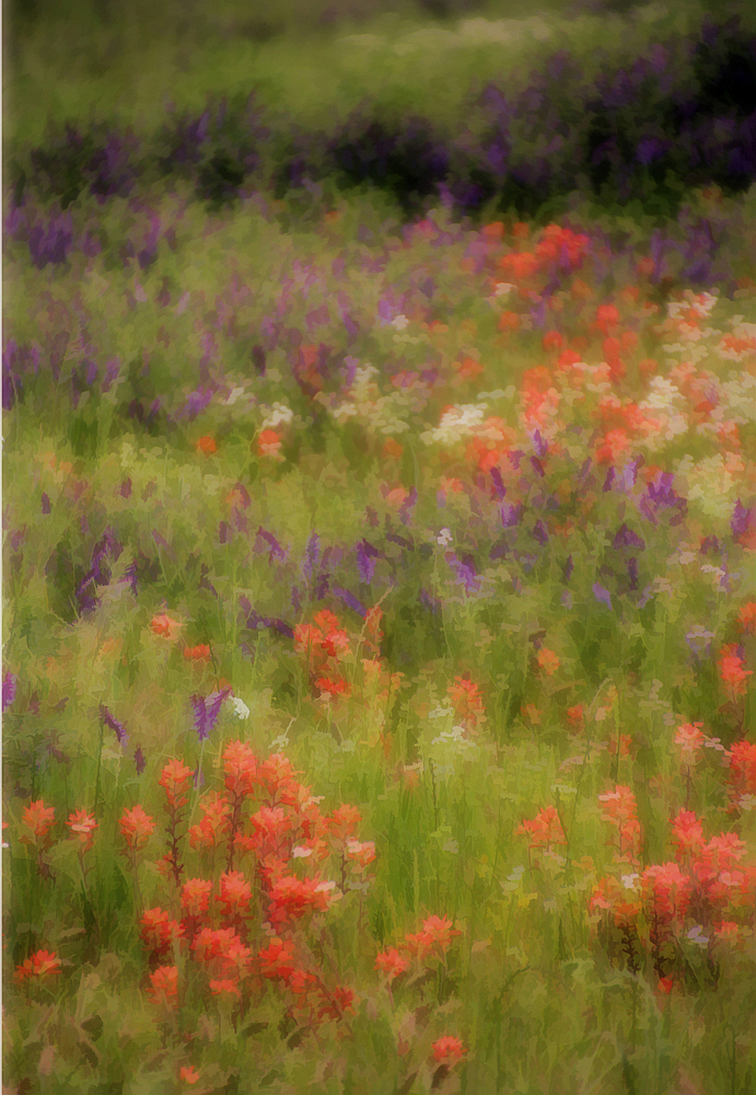 Dreams Of Monet
