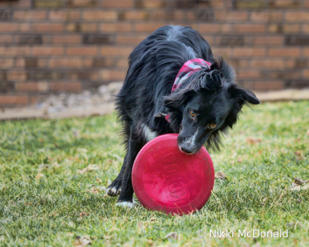 Lady and the Frisbee