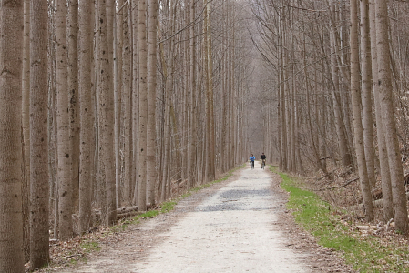 Tunnel of Trees