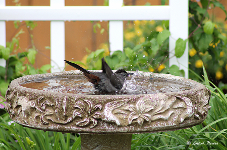 Bird Bath