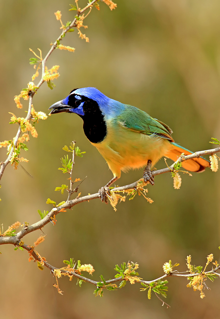 Green Jay in Yellow Flowers